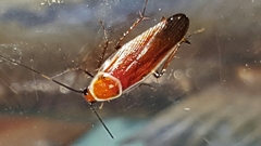 Pseudomops septentrionalis