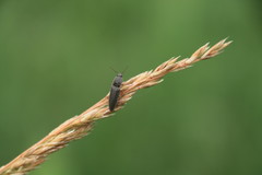 Aeolus mellillus
