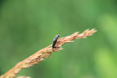 Aeolus mellillus