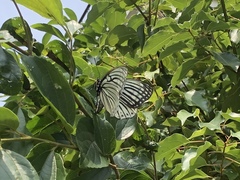 Hestina assimilis assimilis