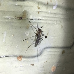 Aedes vexans