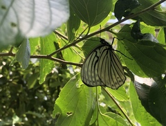 Hestina assimilis assimilis