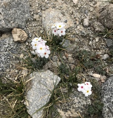 Androsace jacquemontii robusta