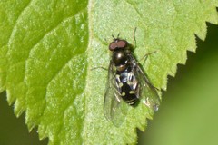 Dasysyrphus intrudens