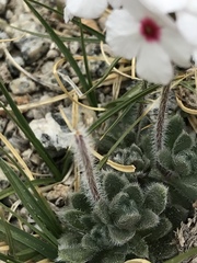 Androsace jacquemontii robusta