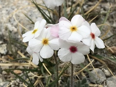 Androsace jacquemontii robusta