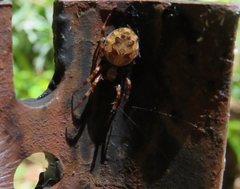 Socca pustulosa