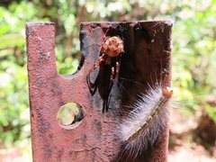 Socca pustulosa