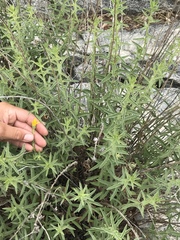 Heterotheca shevockii