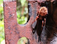 Socca pustulosa