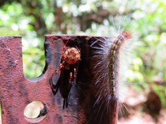 Socca pustulosa