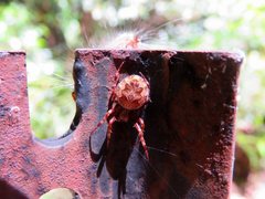 Socca pustulosa