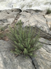 Heterotheca shevockii