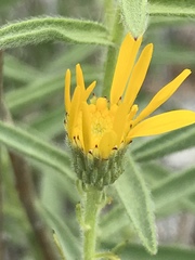 Heterotheca shevockii