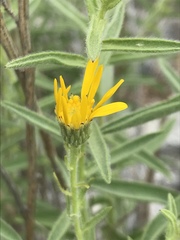 Heterotheca shevockii