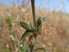 Silene scouleri scouleri