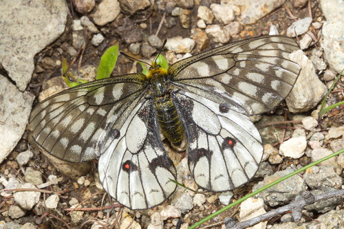 Eversmann's Parnassian