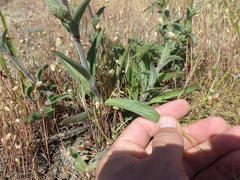 Silene scouleri scouleri