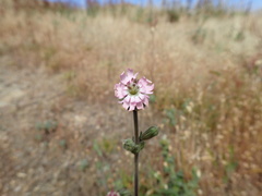 Silene scouleri scouleri
