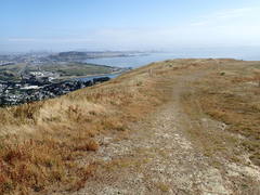 Silene scouleri scouleri