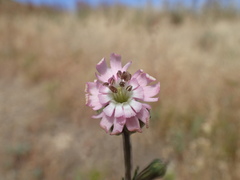 Silene scouleri scouleri