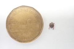 Dermacentor andersoni