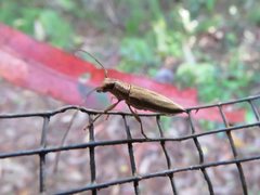 Temnosternus planiusculus