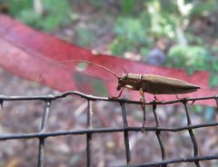 Temnosternus planiusculus