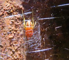 Zygiellinae