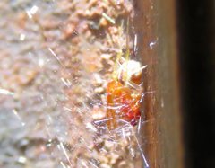 Zygiellinae