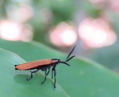 Rhinotiodes spinipennis