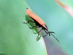 Rhinotiodes spinipennis