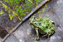 Marbled Rain Frog photo 4