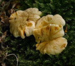 Cantharellus