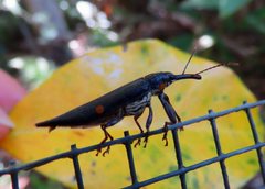 Rhinotia bidentata