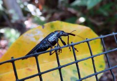 Rhinotia bidentata
