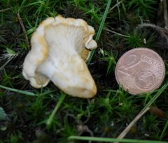 Cantharellus