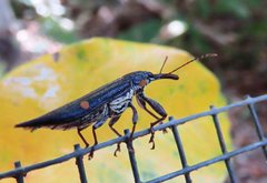 Rhinotia bidentata