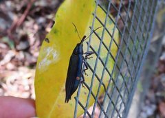 Rhinotia bidentata