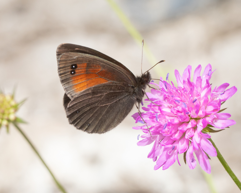 Styrian Ringlet