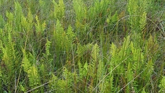 Thelypteris confluens