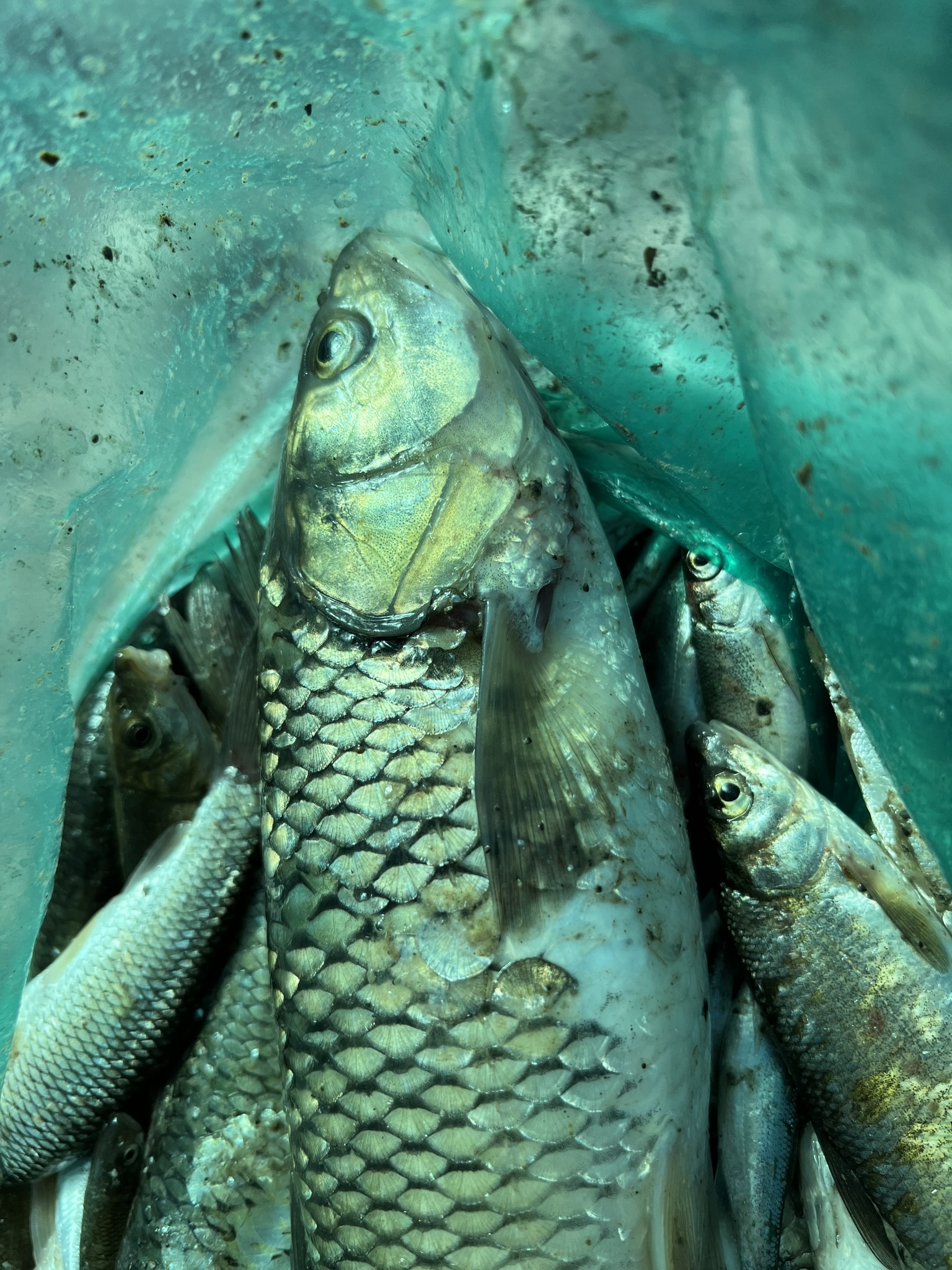 Squalius orientalis balığı