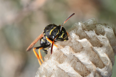 Polistes albellus