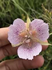 Calochortus striatus