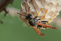 Polistes albellus
