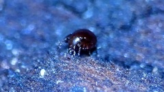 Oribatida