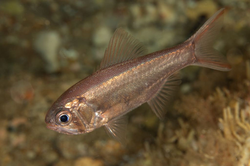 Slender Roughy