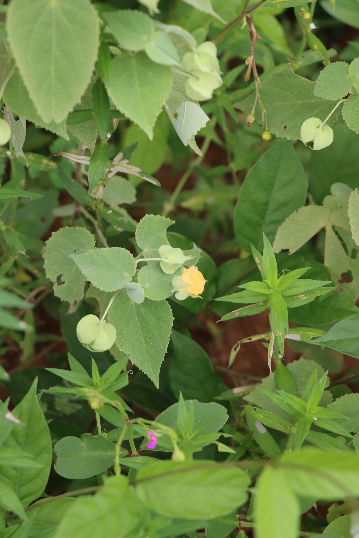 Abutilon herzogianum R.E.Fr.