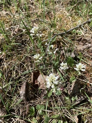 Noccaea fendleri