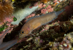 Stout Rockfish photo 2